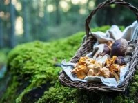 La saison des champignons en&nbsp;France