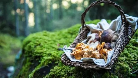 La saison des champignons en&nbsp;France
